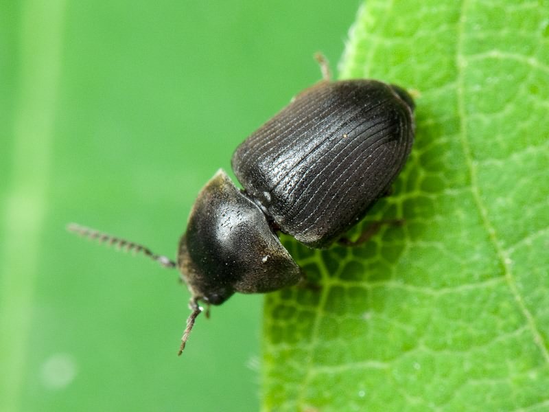 Xyletinus